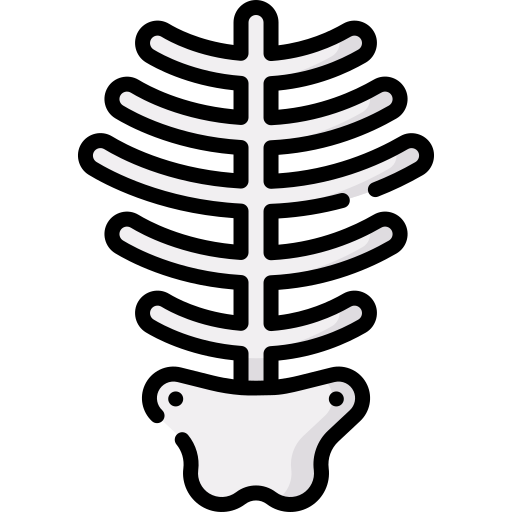 szkielet Special Lineal color ikona