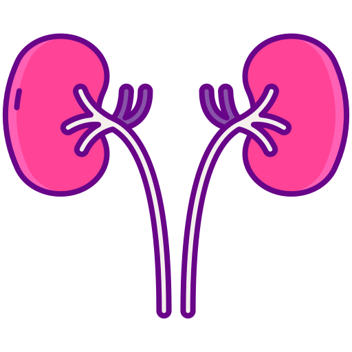 腎臓 Flaticons Lineal Color icon