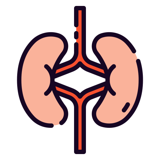 Kidney Good Ware Lineal Color icon