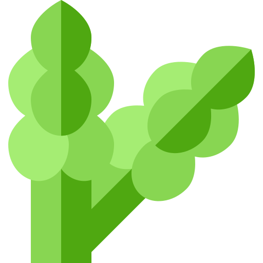 asparago Basic Straight Flat icona