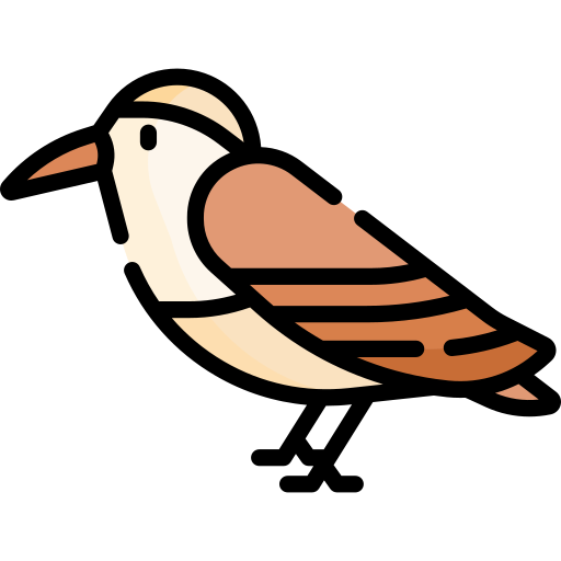 벌새 Special Lineal color icon
