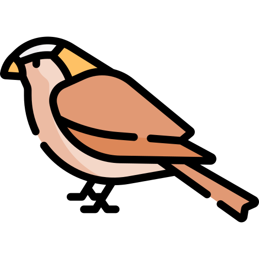 Sparrow Special Lineal color icon