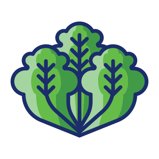 Lettuce Flaticons Lineal Color icon