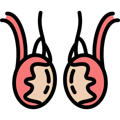 睾丸 Generic Outline Color icon