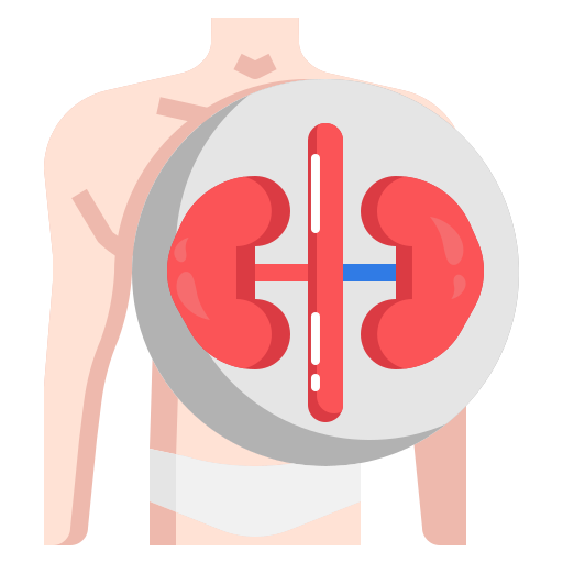 Kidney Surang Flat icon