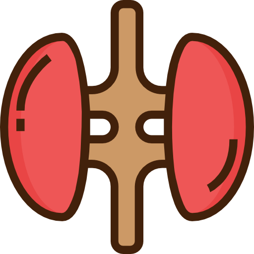 Kidneys Smooth Contour Linear color icon