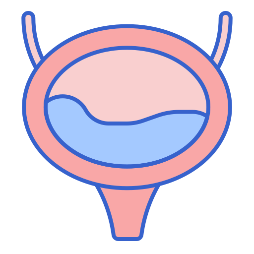 Bladder Flaticons Lineal Color icon