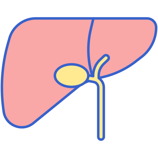 hígado Flaticons Lineal Color icono