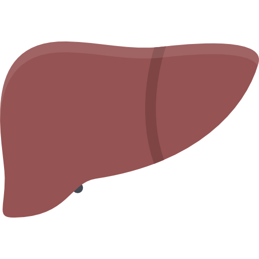 Liver Coloring Flat icon