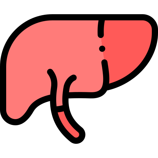 Liver Detailed Rounded Lineal color icon