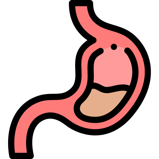 Stomach Detailed Rounded Lineal color icon