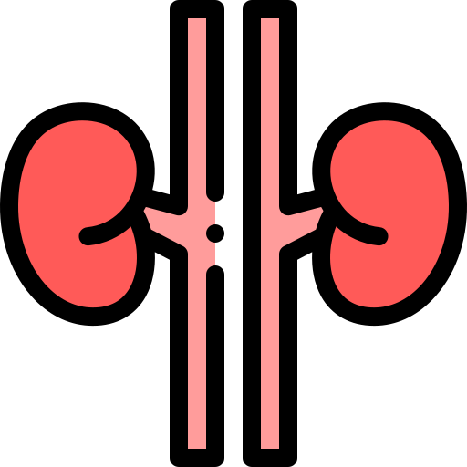 Kidneys Detailed Rounded Lineal color icon