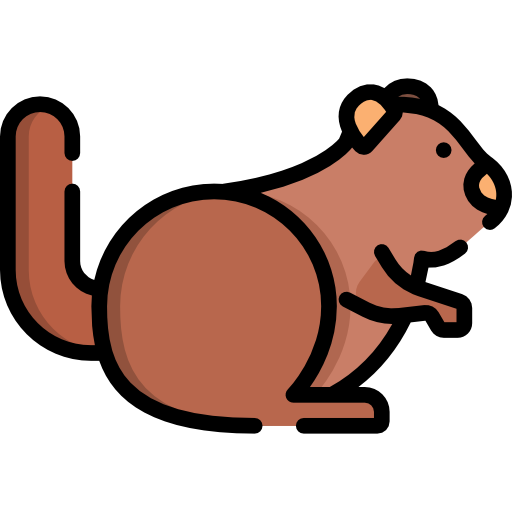 Squirrel Special Lineal color icon