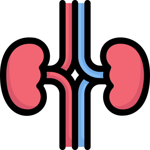 Kidneys Generic Outline Color icon