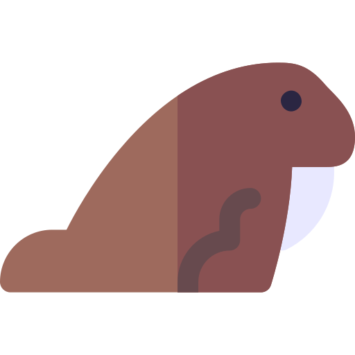 바다 코끼리 Basic Rounded Flat icon