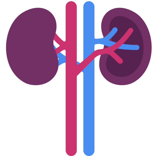 Kidney Victoruler Flat icon