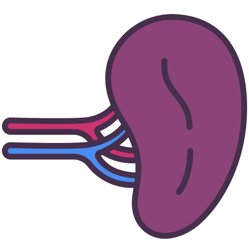 Spleen Victoruler Linear Colour icon