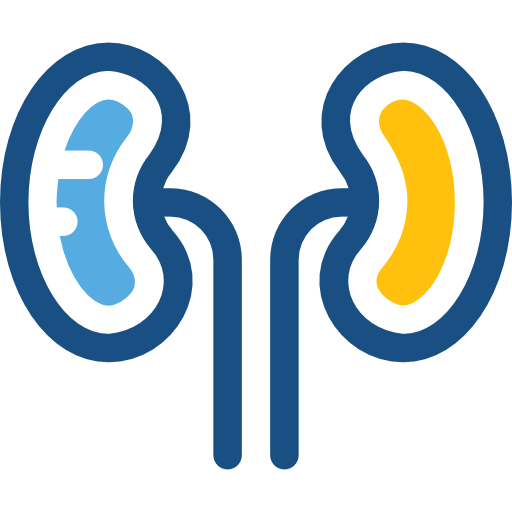 Kidneys Prosymbols Duotone icon