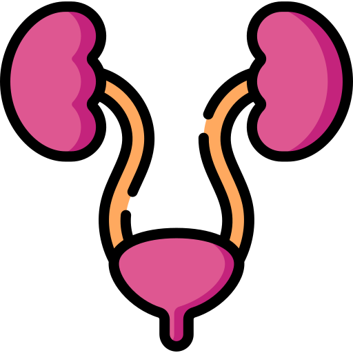 Urology Special Lineal color icon