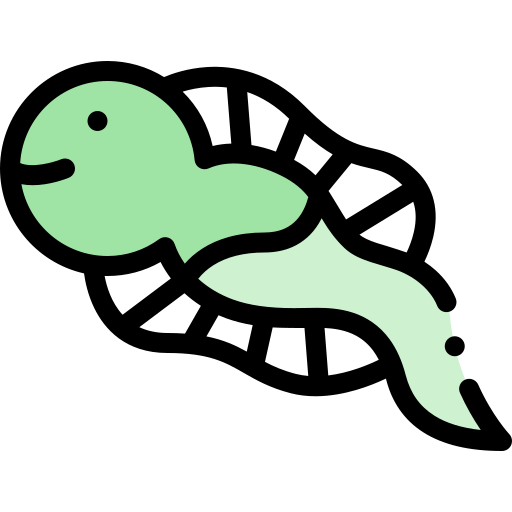 Tadpole Detailed Rounded Lineal color icon