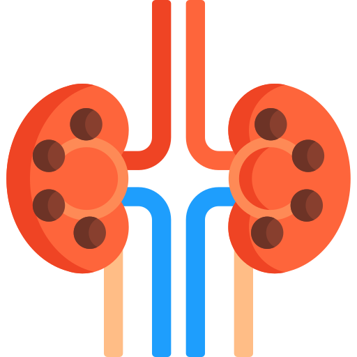 Kidney Special Flat icon