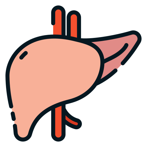Liver Good Ware Lineal Color icon