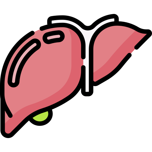 hígado Special Lineal color icono