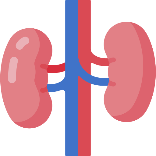 Kidney Special Flat icon