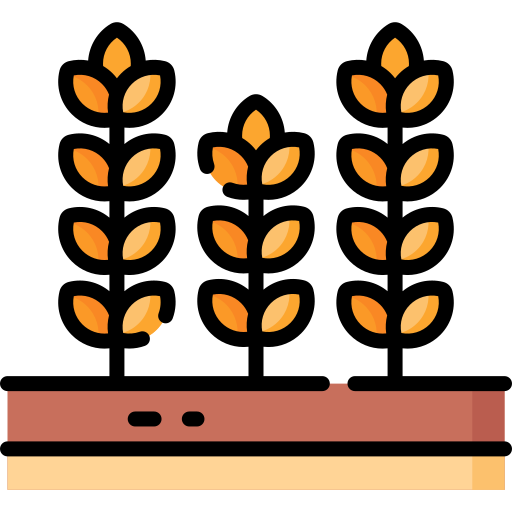小麦 Special Lineal color icon