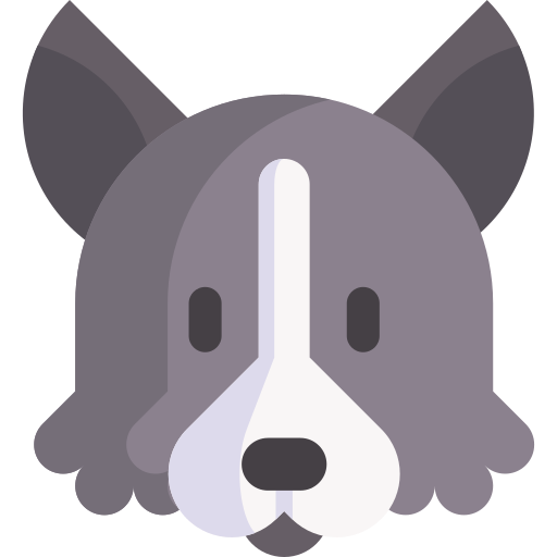 Border collie Special Flat icon