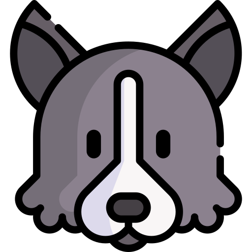 border collie Special Lineal color icon