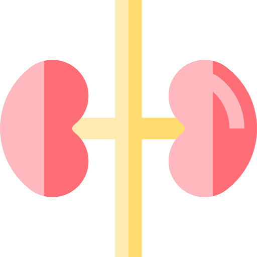 腎臓 Basic Straight Flat icon