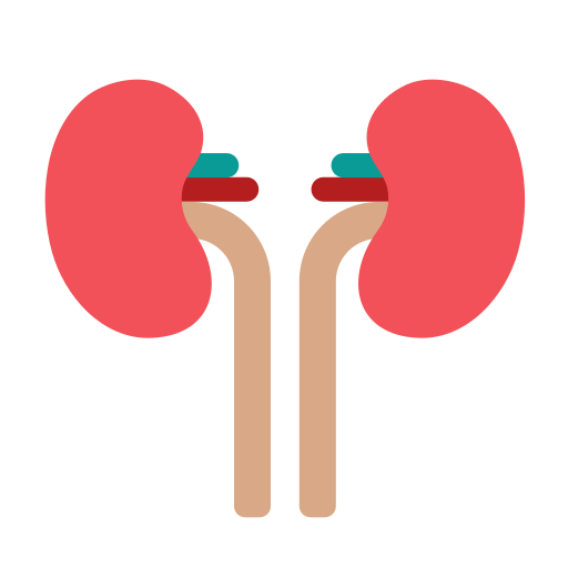 Kidneys Generic Flat icon