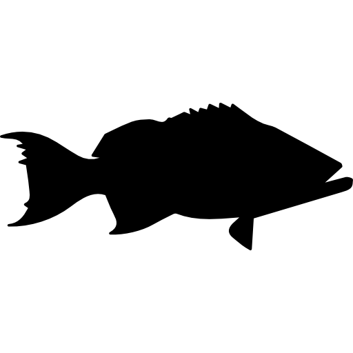 poisson mérou scamp  Icône