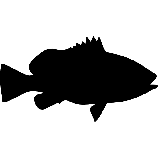 Fish shape of Nassau grouper  icon