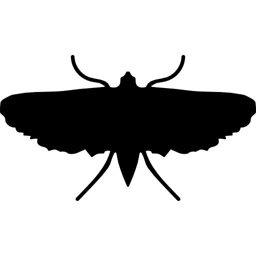 forma de inseto mariposa  Ícone