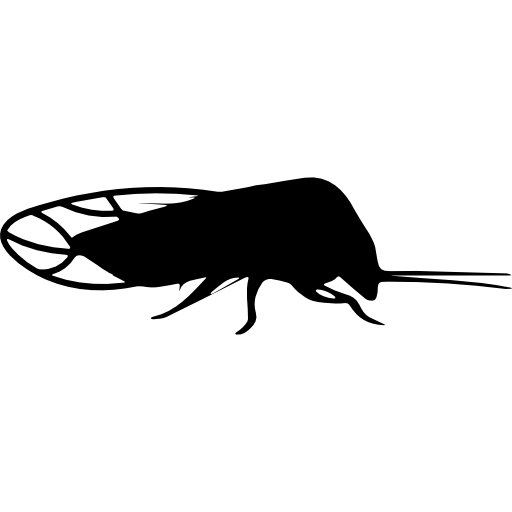 psyllid의 곤충 모양  icon