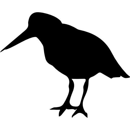 Oystercatcher bird of coasts silhouette  icon
