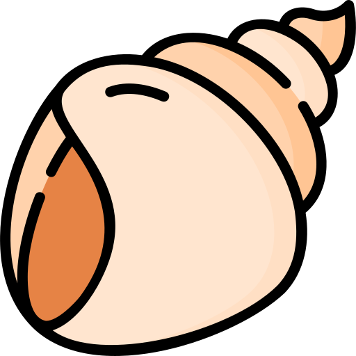 Conch Special Lineal color icon
