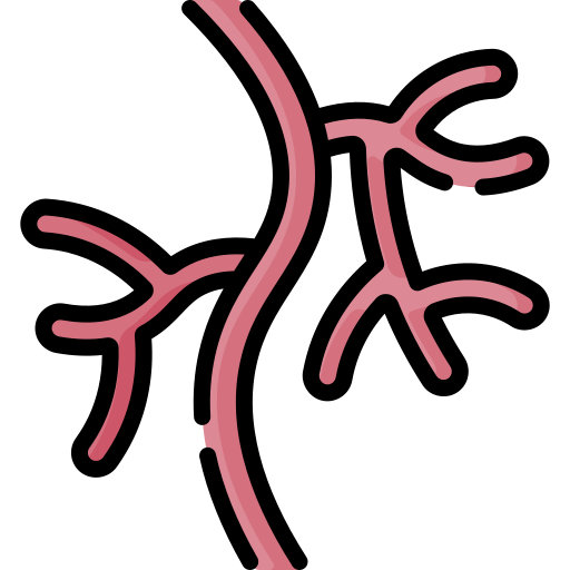 Vascular Special Lineal color icon