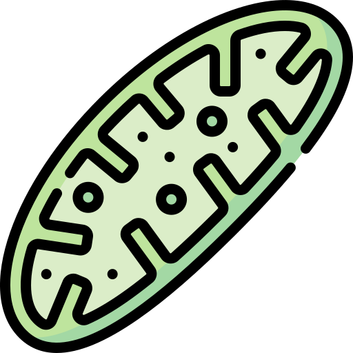 mitocôndria Special Lineal color Ícone