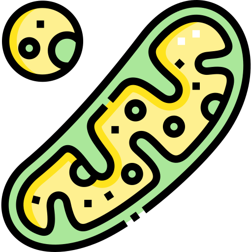 mitochondria Detailed Straight Lineal color ikona