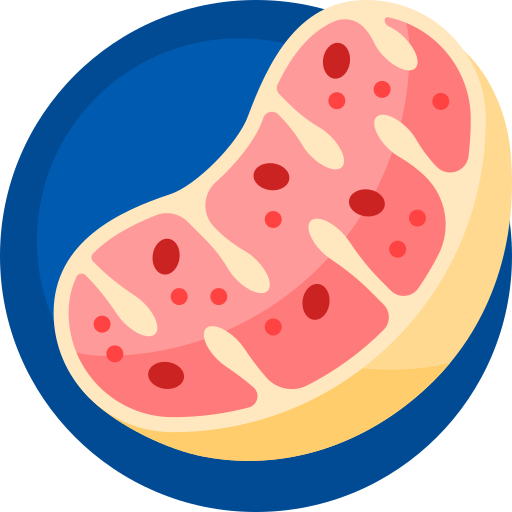mitochondriën Detailed Flat Circular Flat icoon