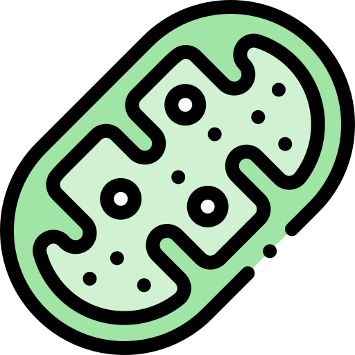 Mitochondria Detailed Rounded Lineal color icon