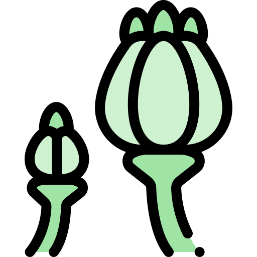 アヘン Detailed Rounded Lineal color icon