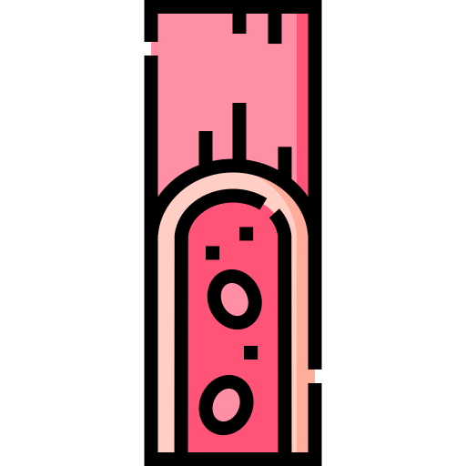 vaso sanguíneo Detailed Straight Lineal color icono