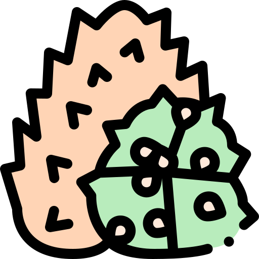 Kiwano Detailed Rounded Lineal color icon