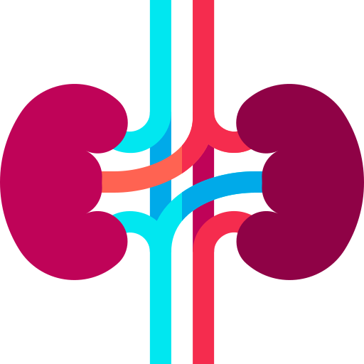 Kidneys Basic Straight Flat icon