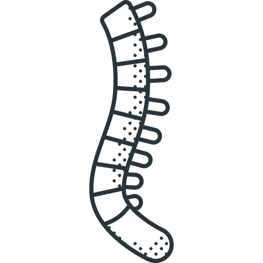 columna vertebral Detailed Offset Lineal icono