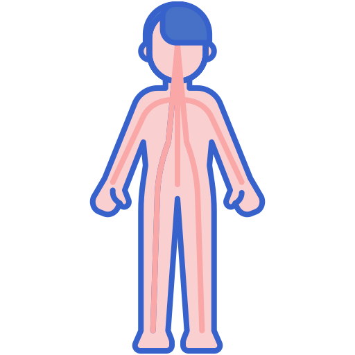 Circulatory system Flaticons Lineal Color icon